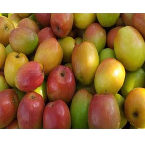 আপেল কুল (Apple Plum) -1 kg