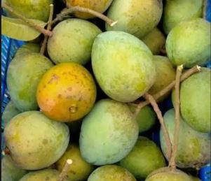 100% বিশুদ্ধ ল্যাঙড়া আম -1kg